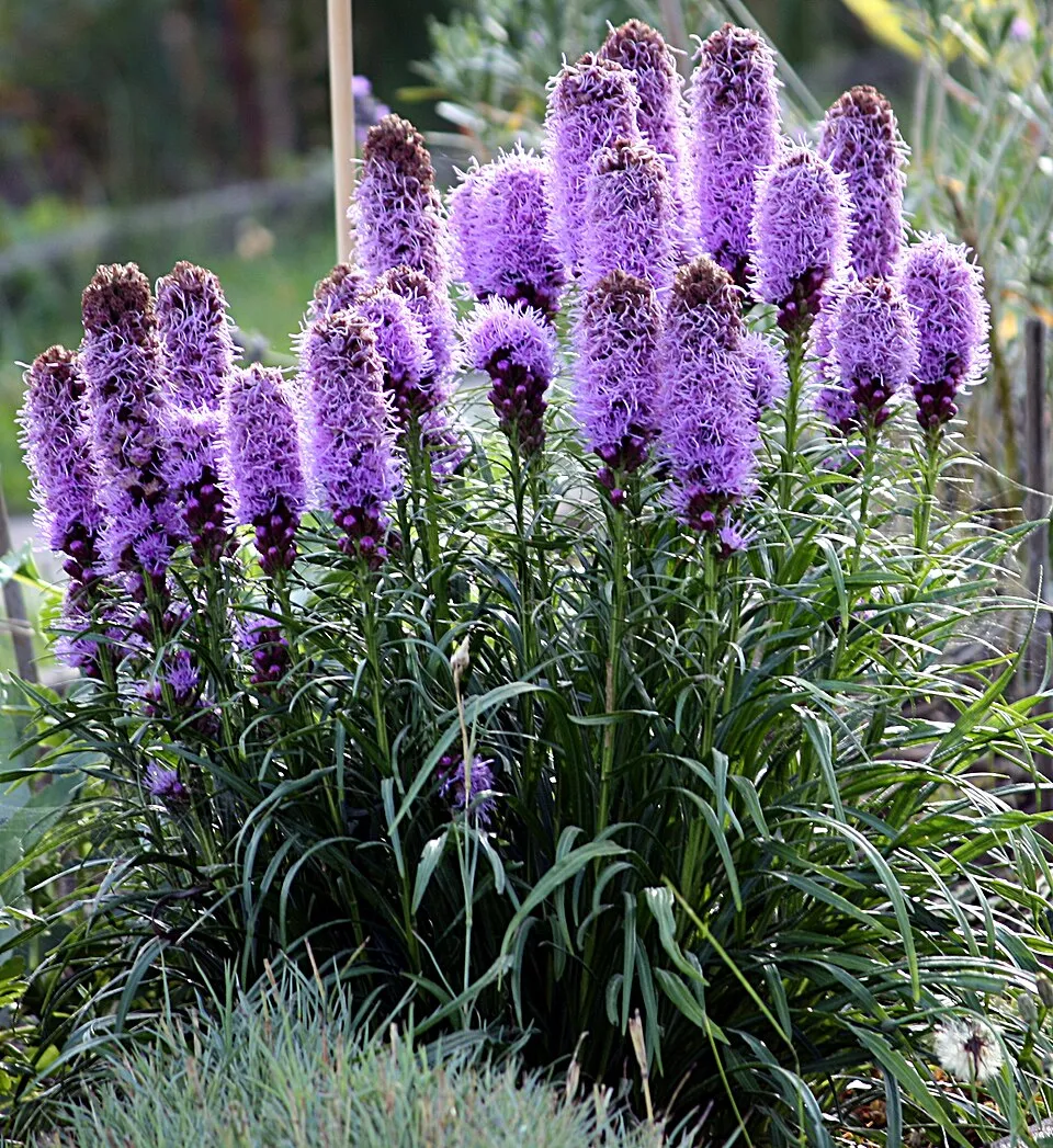 Füzéres díszcsorba / Liatris spicata