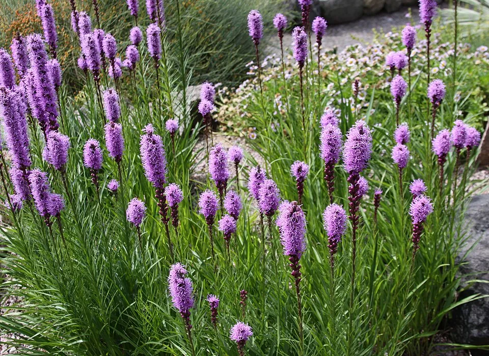 Füzéres díszcsorba / Liatris spicata 'Floristan Weiss'
