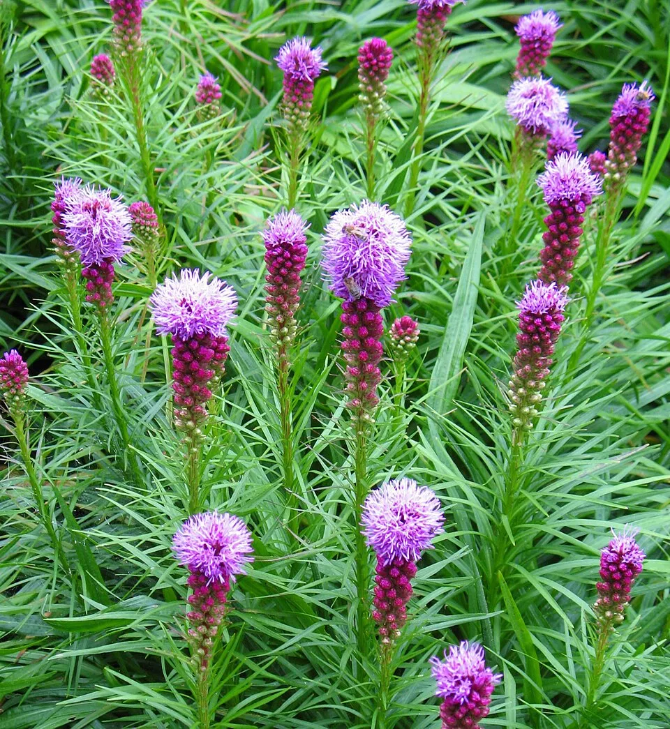 Füzéres díszcsorba / Liatris spicata 'Floristan Weiss'