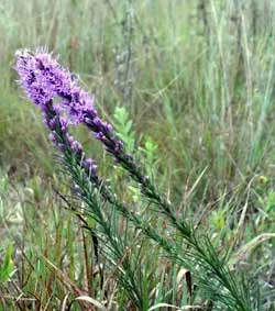 Füzéres díszcsorba / Liatris spicata 'Floristan Weiss'