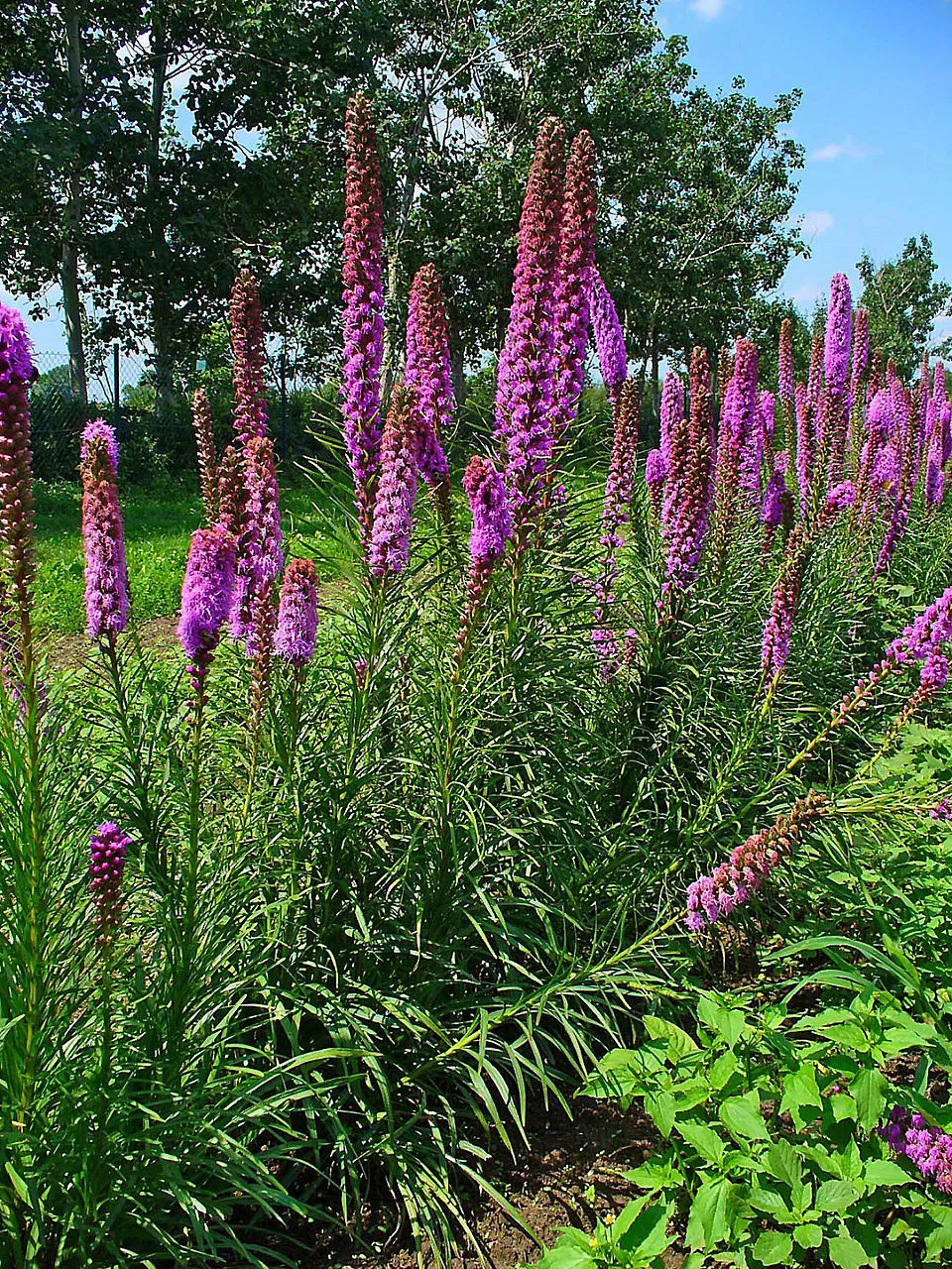 Füzéres díszcsorba / Liatris spicata 'Floristan Weiss'