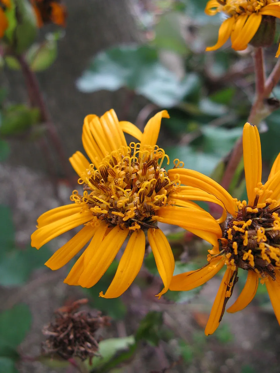 Kínai hamuvirág / Ligularia dentata 'Britt-Marie Crawford'