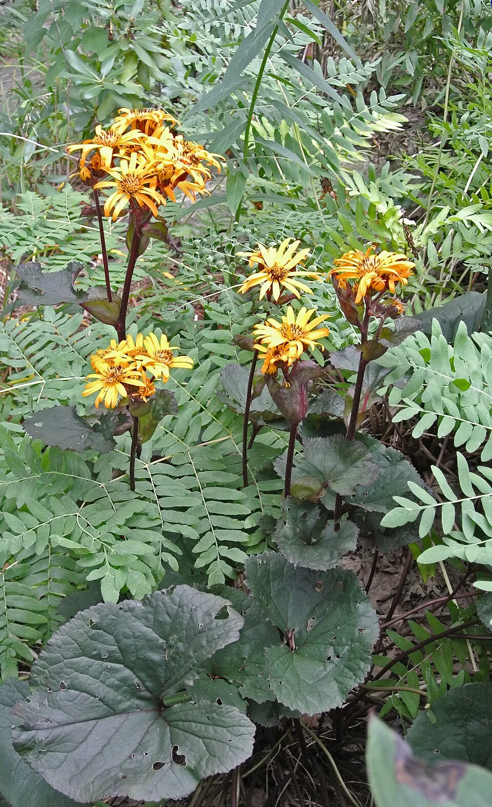 Kínai hamuvirág / Ligularia dentata 'Britt-Marie Crawford'
