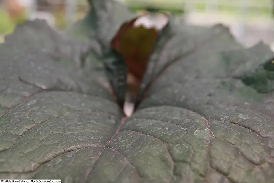 Kínai hamuvirág / Ligularia dentata 'Britt-Marie Crawford'