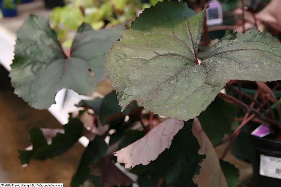 Kínai hamuvirág / Ligularia dentata 'Britt-Marie Crawford'