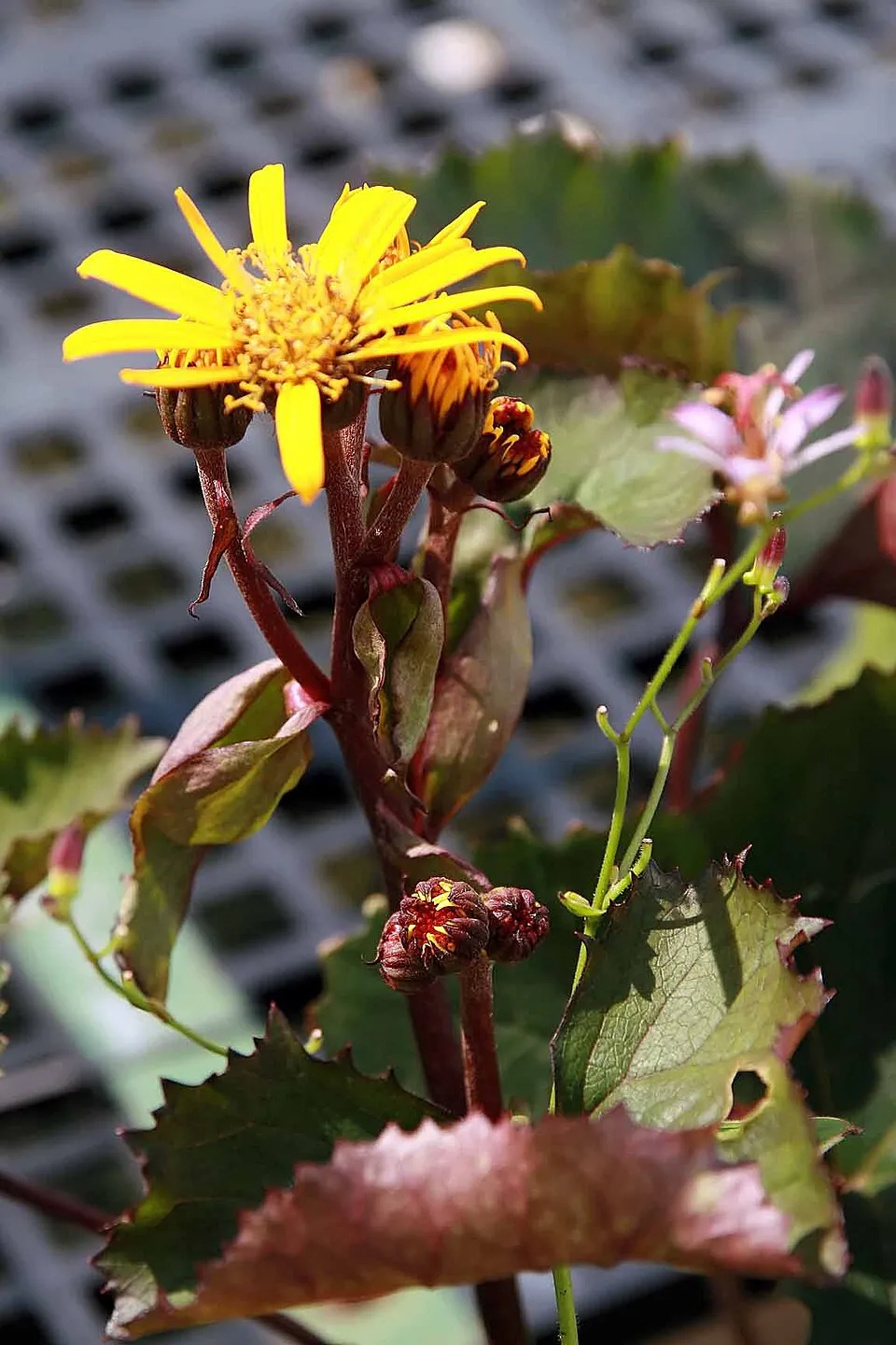 Kínai hamuvirág / Ligularia dentata 'Britt-Marie Crawford'