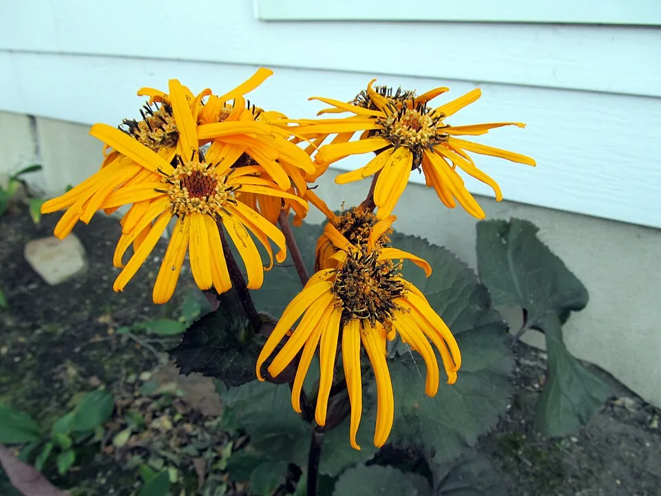 Kínai hamuvirág / Ligularia dentata 'Britt-Marie Crawford'