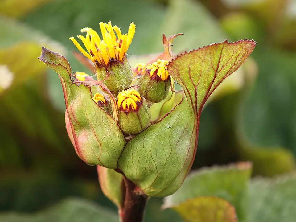 Kínai hamuvirág / Ligularia dentata 'Othello'
