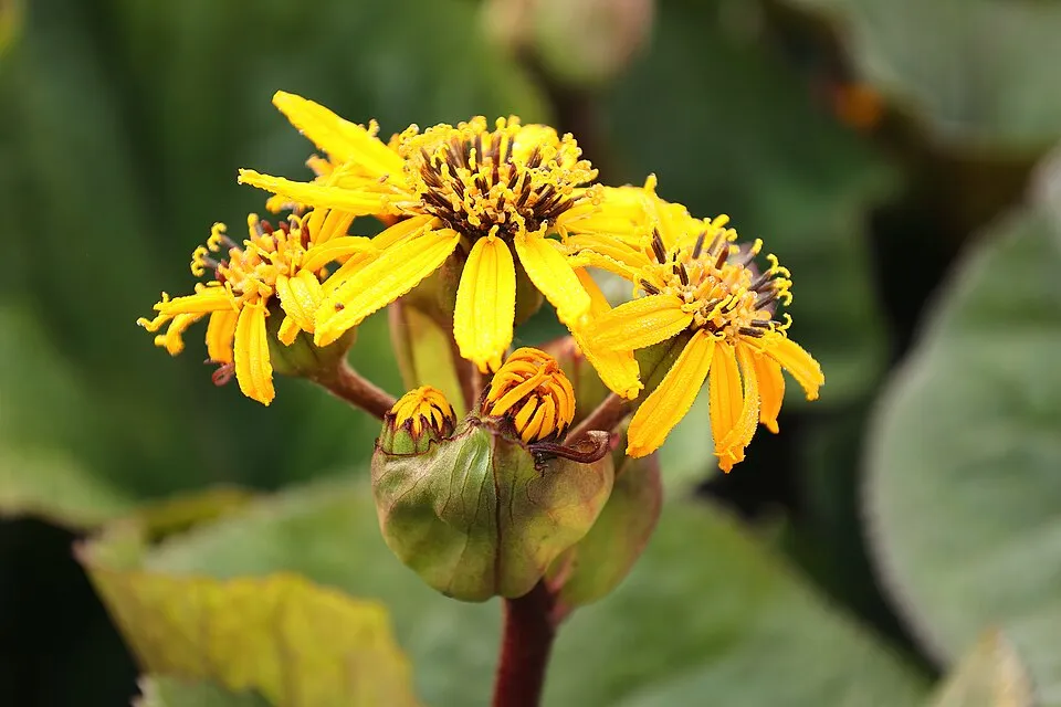 Kínai hamuvirág / Ligularia dentata 'Othello'