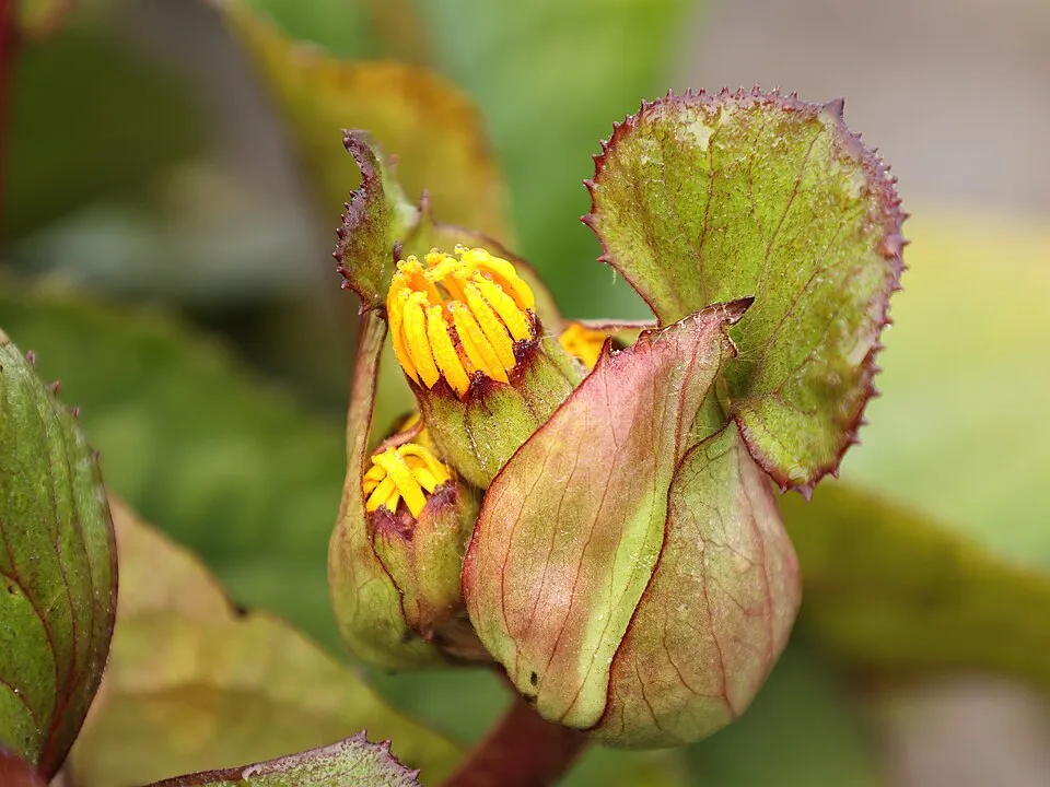 Kínai hamuvirág / Ligularia dentata 'Othello'