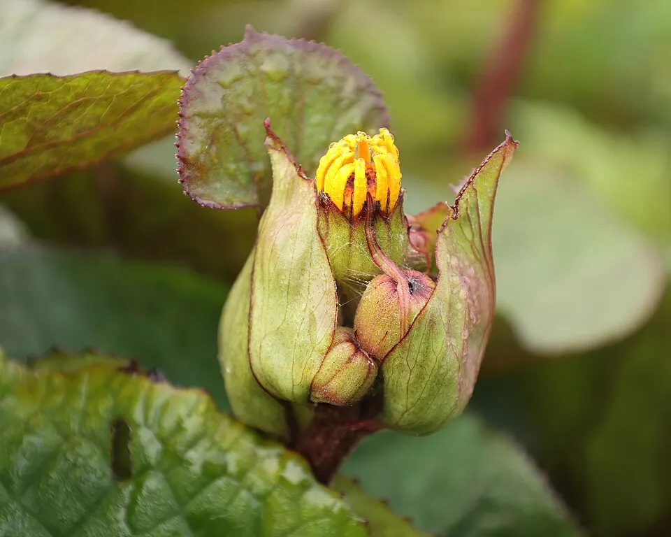 Kínai hamuvirág / Ligularia dentata 'Othello'