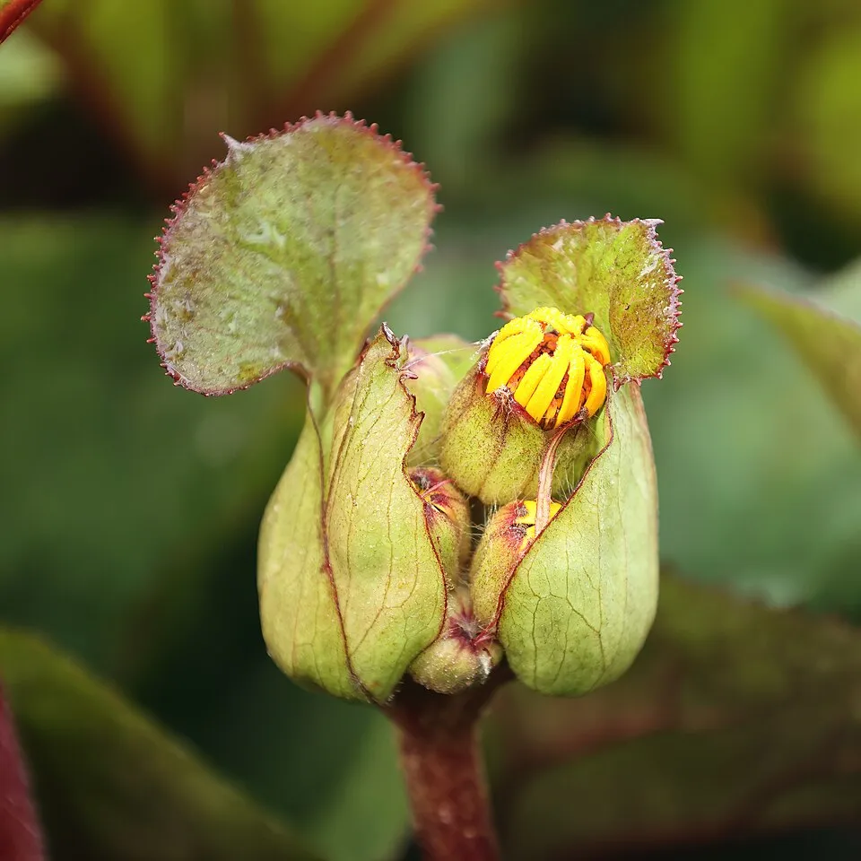 Kínai hamuvirág / Ligularia dentata 'Othello'