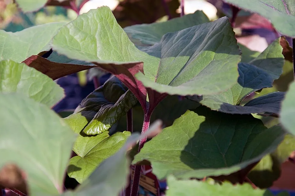 Karcsú hamuvirág / Ligularia stenocephala 'Little Rocket'