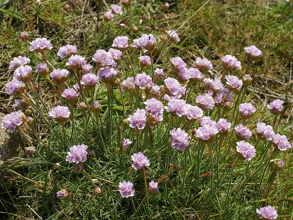 Tengerparti pázsitszegfű / Armeria maritima 'Armada Pink'