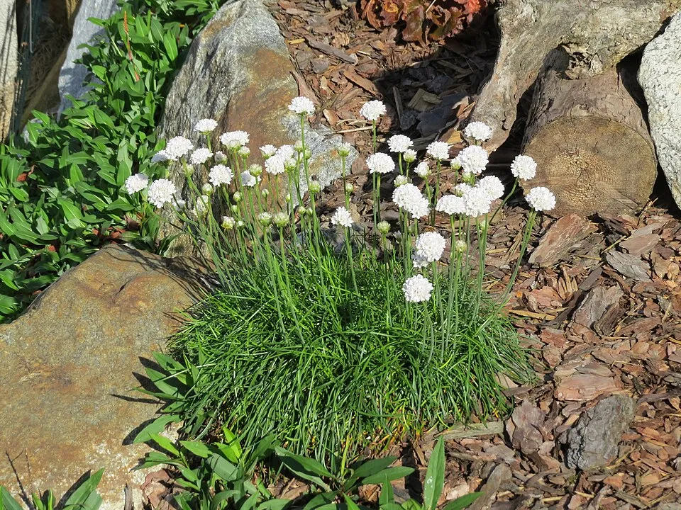 Tengerparti pázsitszegfű / Armeria maritima 'Armada Pink'