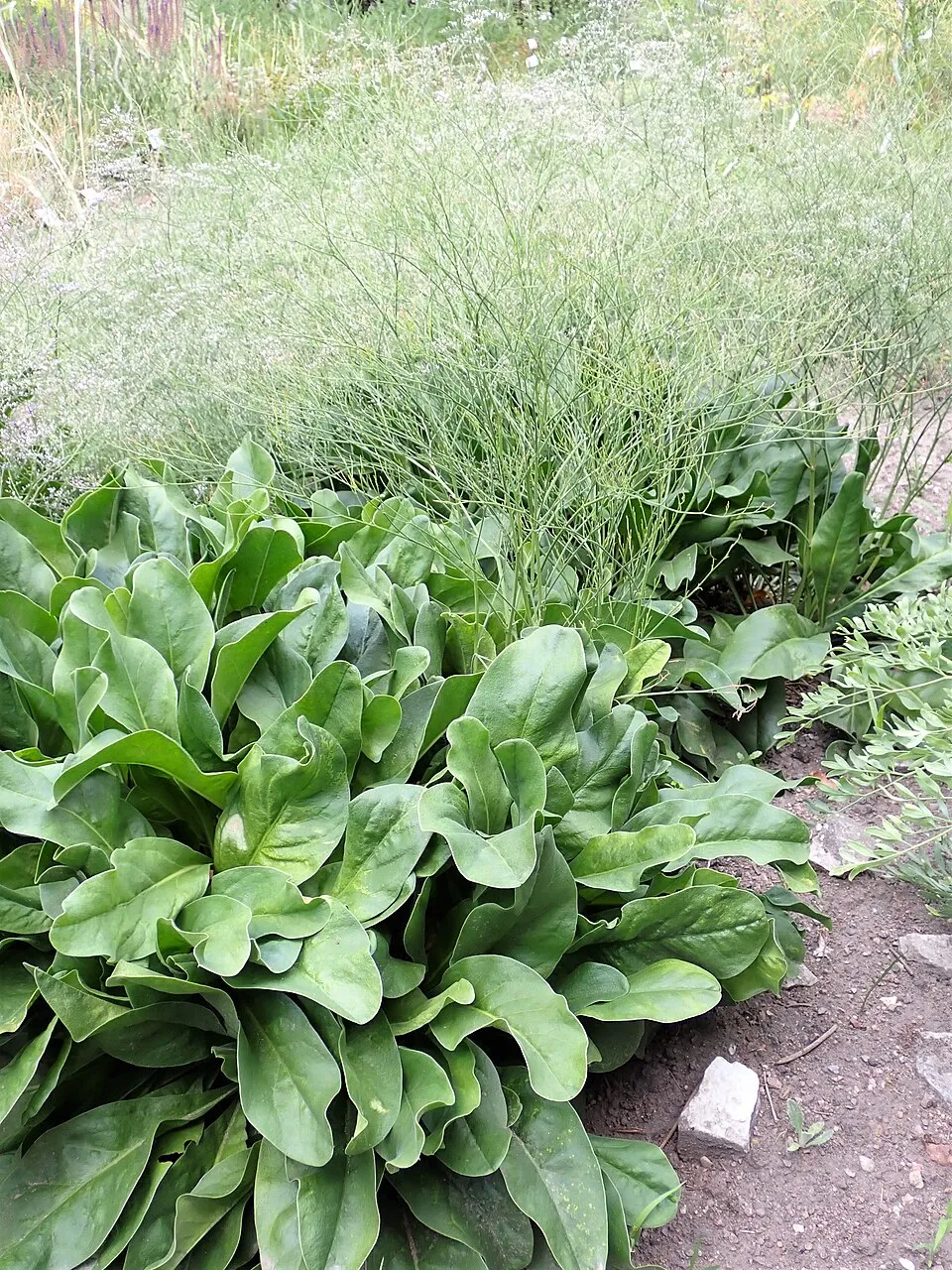 Széleslevelű sóvirág / Limonium latifolium