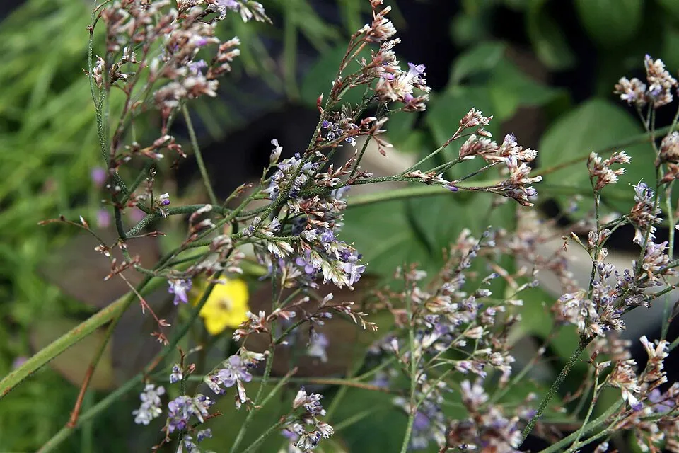 Széleslevelű sóvirág / Limonium latifolium