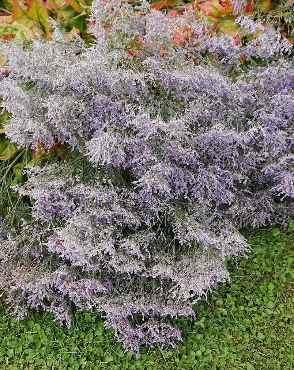 Széleslevelű sóvirág / Limonium latifolium 'Robert Butler'