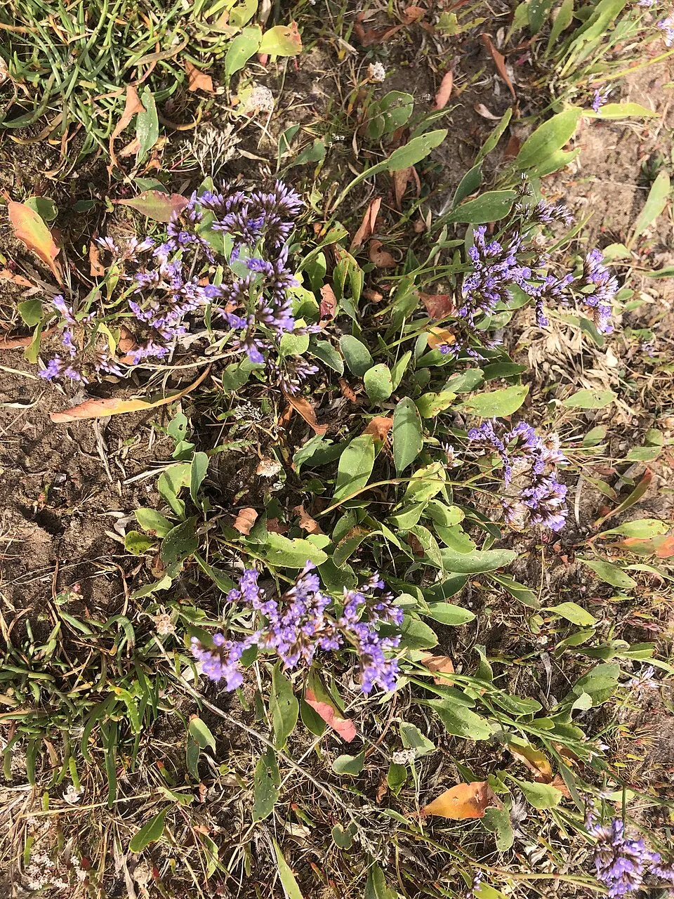 Széleslevelű sóvirág / Limonium latifolium 'Violetta'