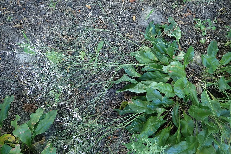 Széleslevelű sóvirág / Limonium latifolium 'Violetta'