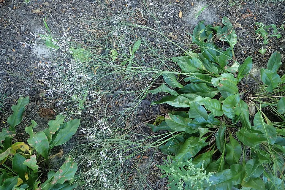 Széleslevelű sóvirág / Limonium latifolium 'Violetta'