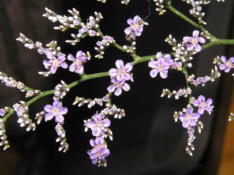 Széleslevelű sóvirág / Limonium latifolium 'Violetta'