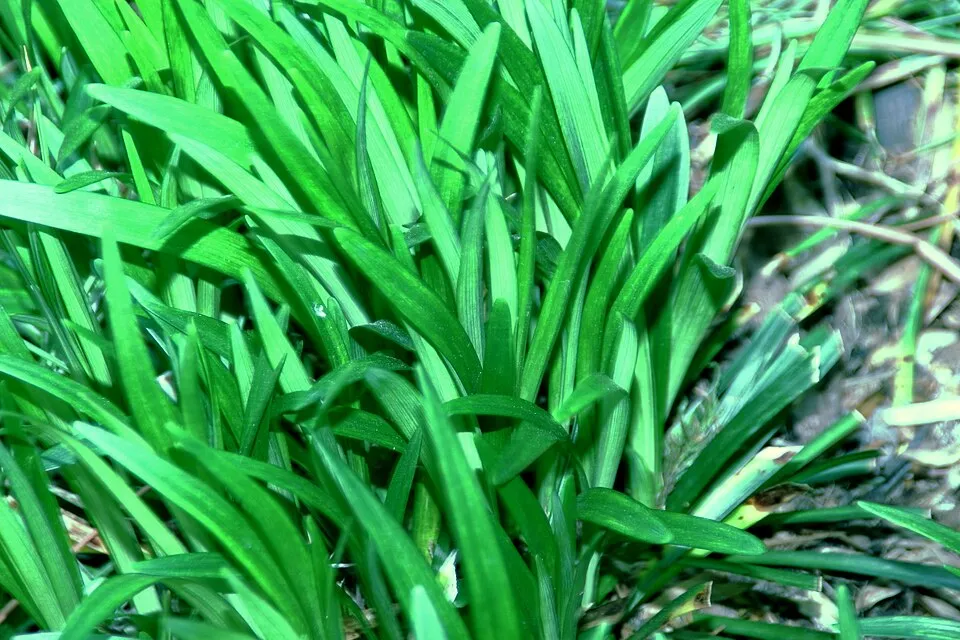Gyöngyikés gyepliliom / Liriope muscari 'Monroe White'