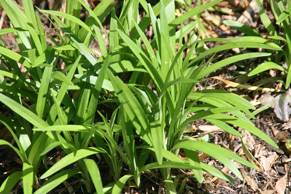 Gyöngyikés gyepliliom / Liriope muscari 'Monroe White'