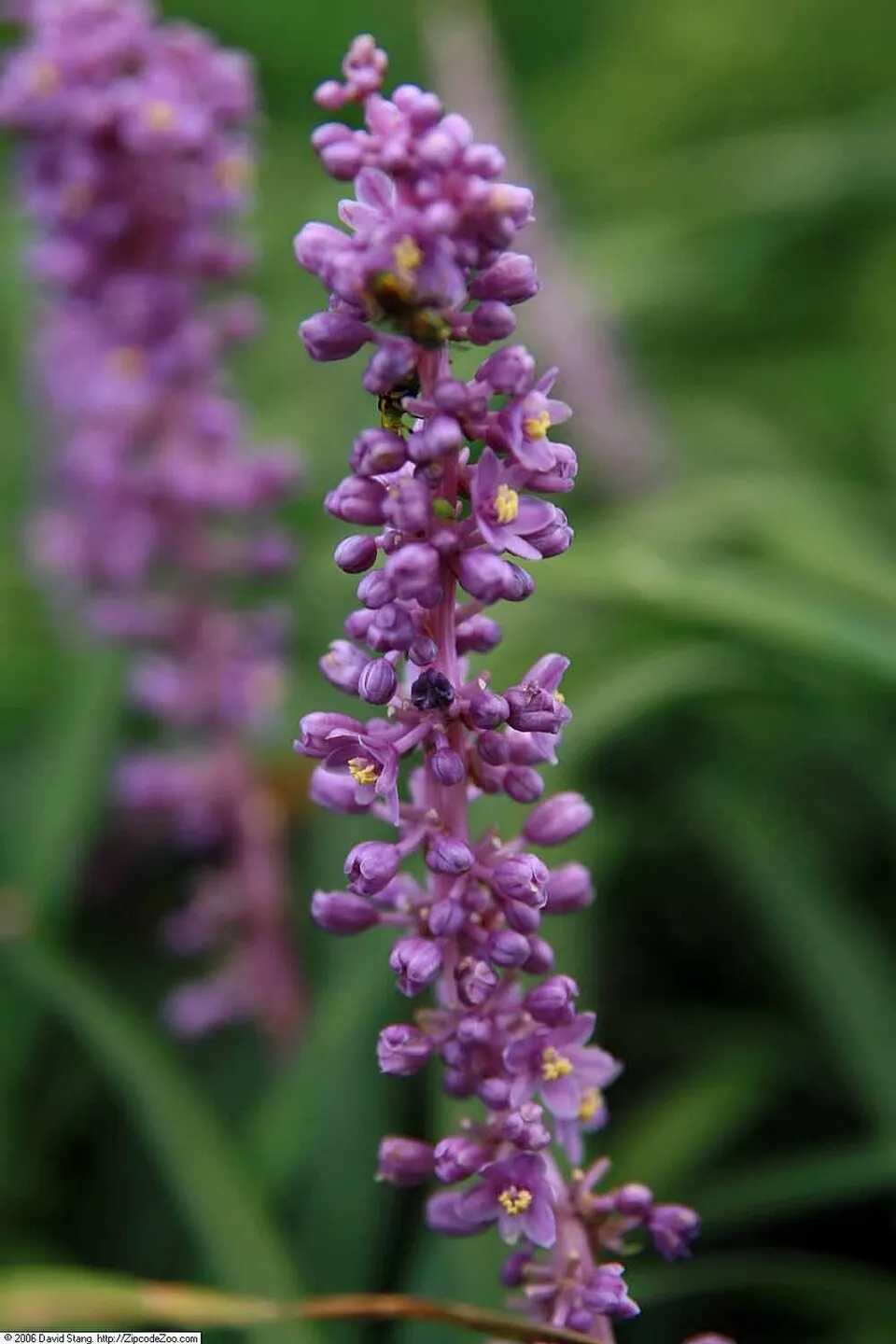Gyöngyikés gyepliliom / Liriope muscari 'Royal Purple'