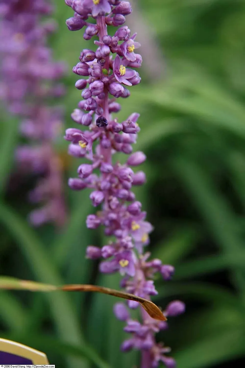 Gyöngyikés gyepliliom / Liriope muscari 'Royal Purple'