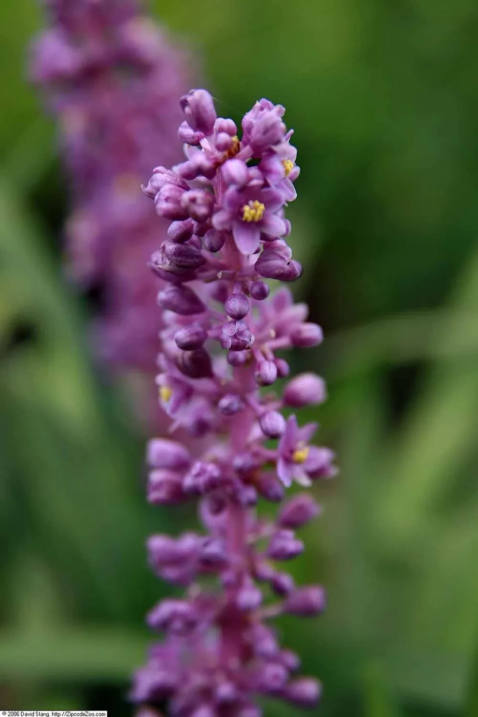 Gyöngyikés gyepliliom / Liriope muscari 'Royal Purple'