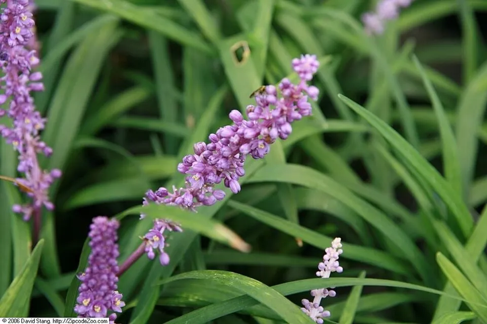 Gyöngyikés gyepliliom / Liriope muscari 'Royal Purple'