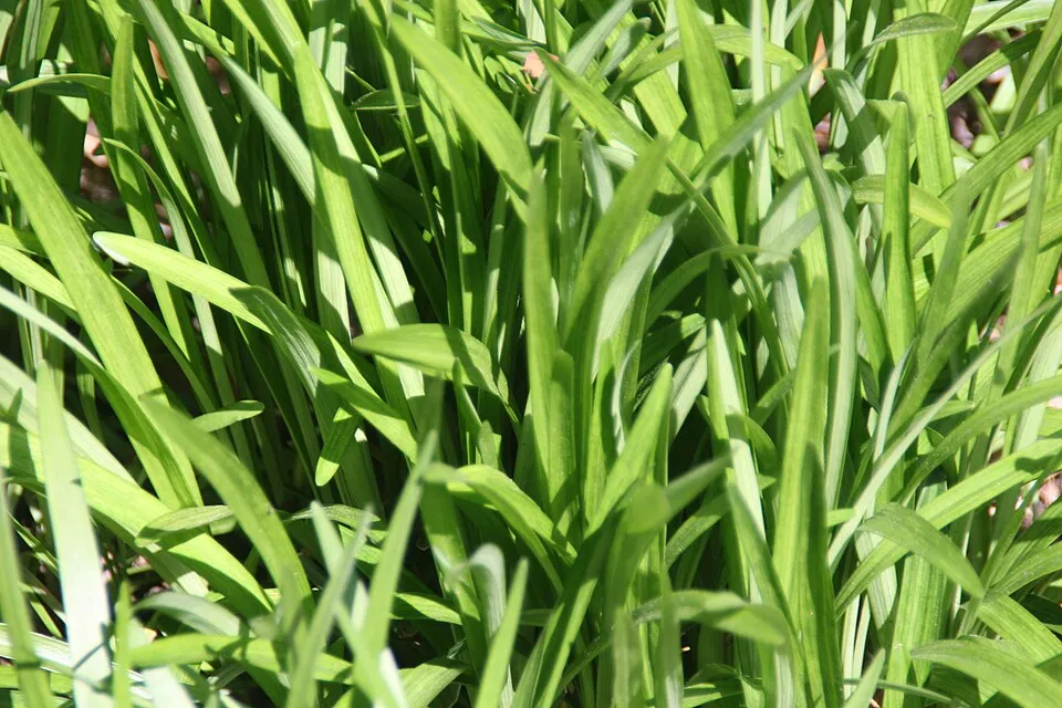 Gyöngyikés gyepliliom / Liriope muscari 'Royal Purple'