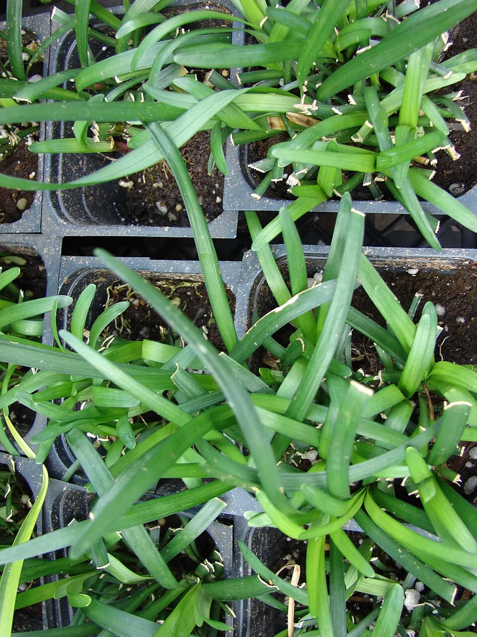 Gyöngyikés gyepliliom / Liriope muscari 'Royal Purple'