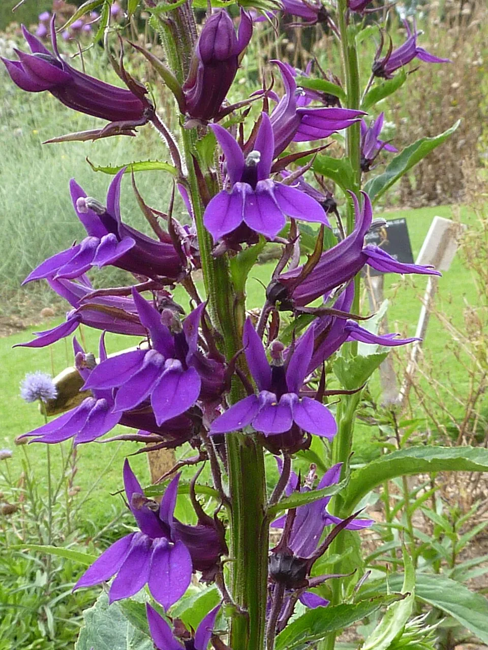 Pompás lobélia / Lobelia × speciosa STARSHIP 'Blue'