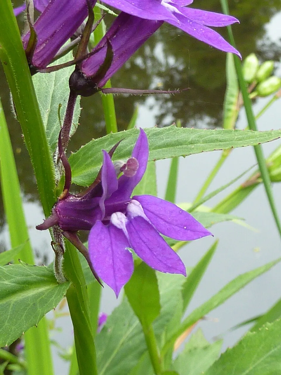 Pompás lobélia / Lobelia × speciosa STARSHIP 'Blue'