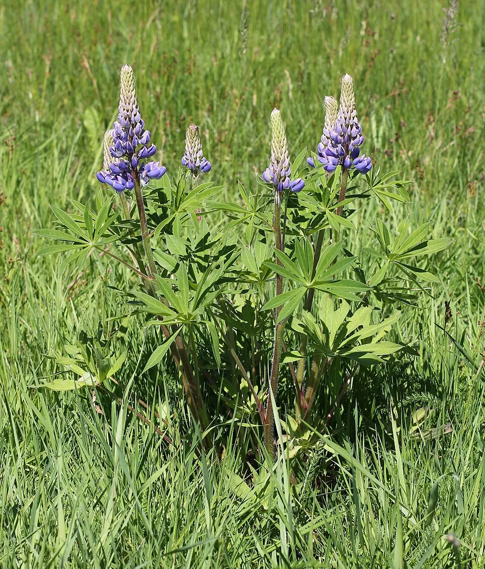 Erdei csillagfürt / Lupinus polyphyllus WESTCOUNTRY 'Beefeater'
