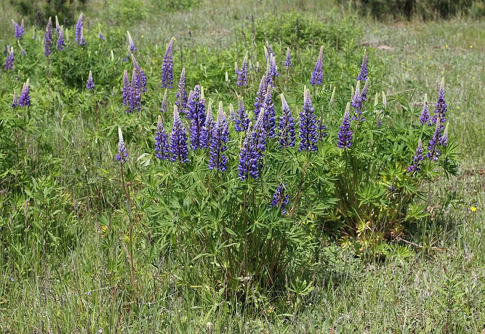 Erdei csillagfürt / Lupinus polyphyllus WESTCOUNTRY 'Beefeater'