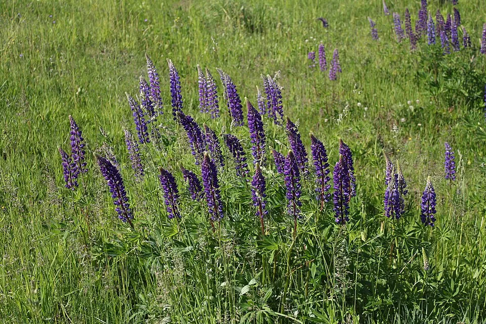 Erdei csillagfürt / Lupinus polyphyllus WESTCOUNTRY 'Beefeater'