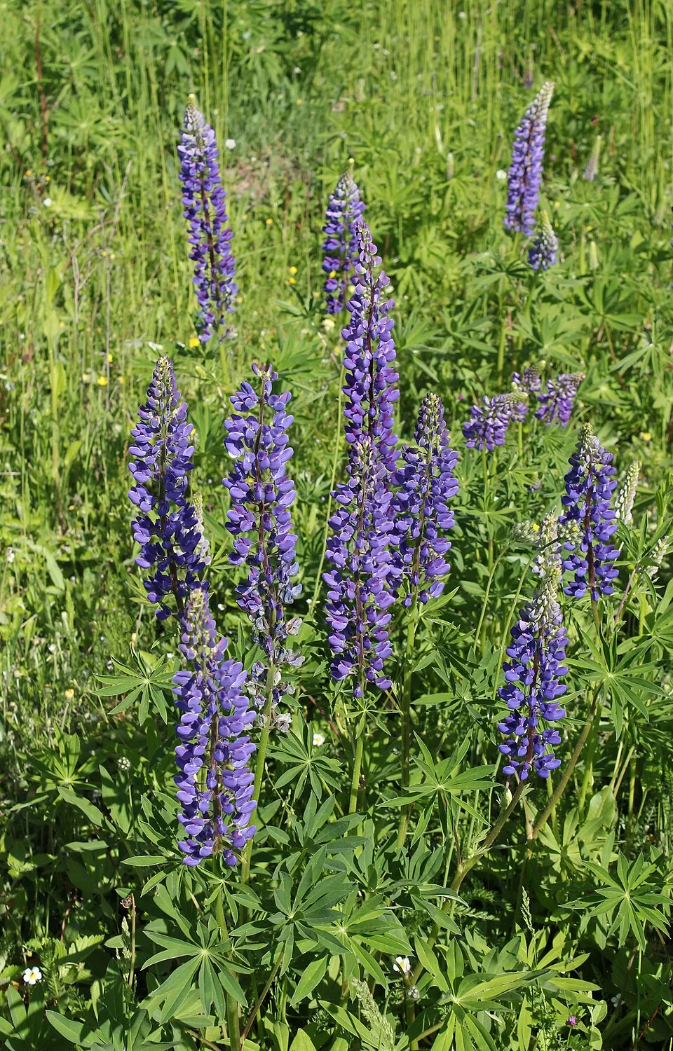 Erdei csillagfürt / Lupinus polyphyllus WESTCOUNTRY 'Beefeater'