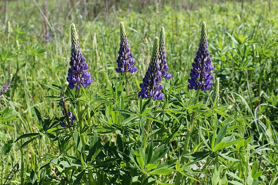 Erdei csillagfürt / Lupinus polyphyllus WESTCOUNTRY 'Beefeater'