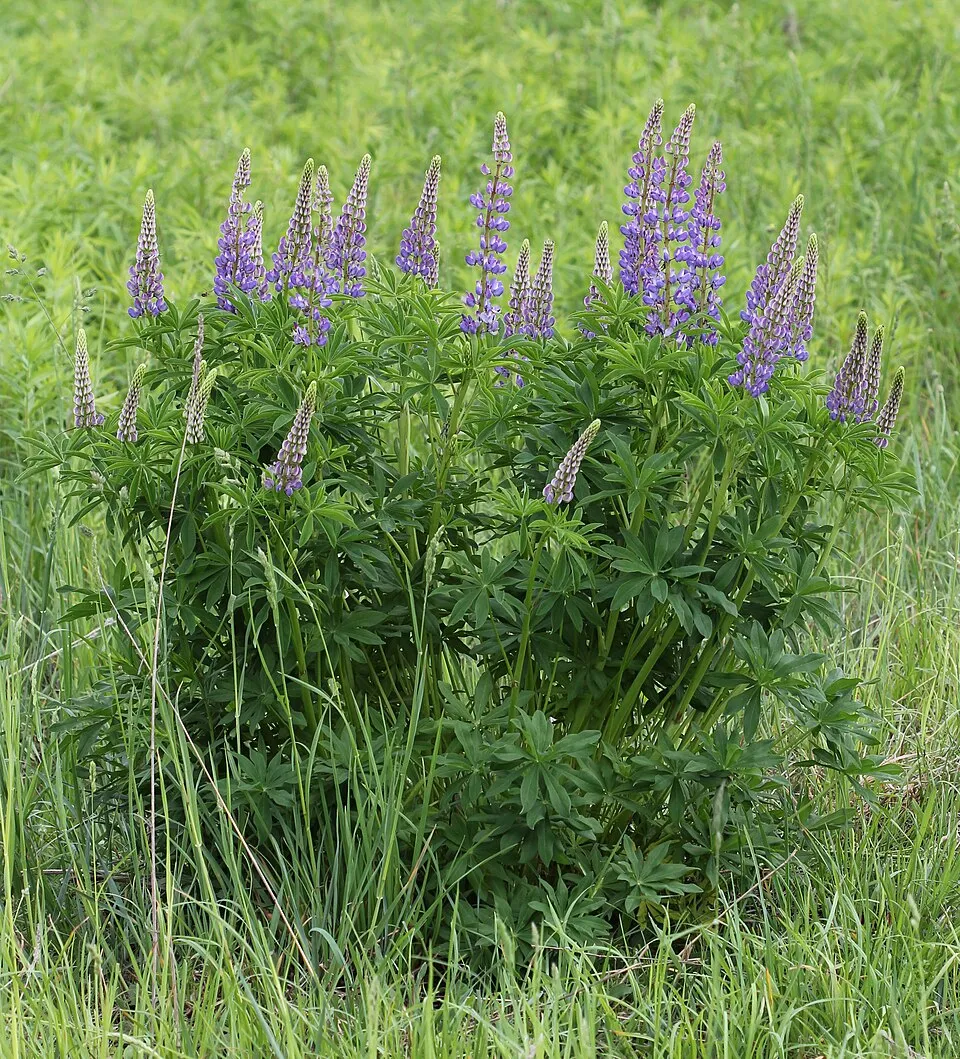 Erdei csillagfürt / Lupinus polyphyllus WESTCOUNTRY 'Masterpiece'