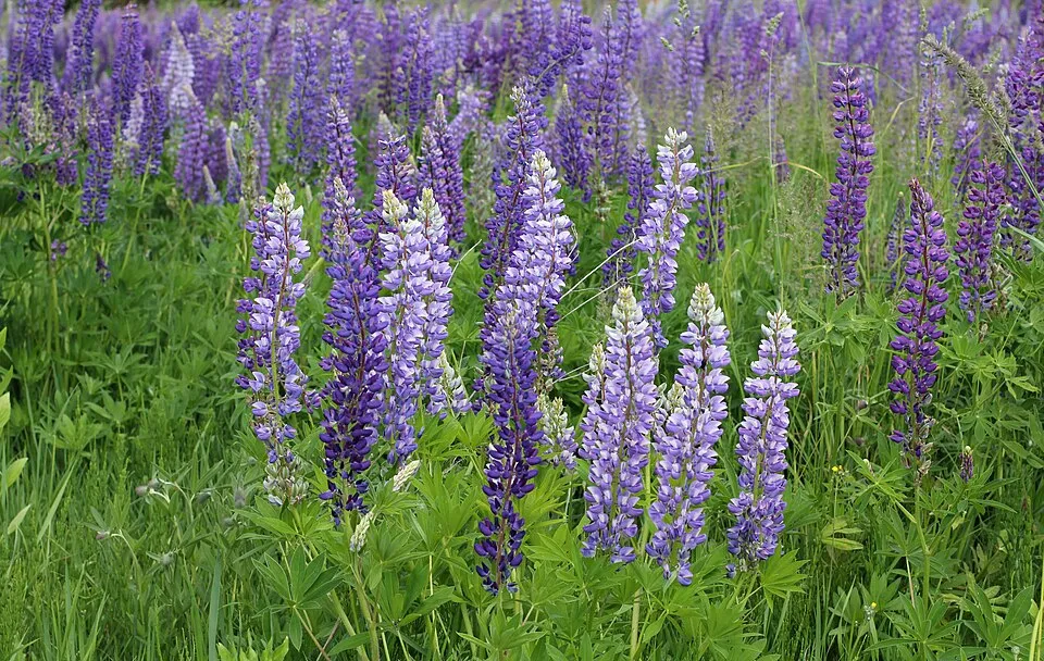 Erdei csillagfürt / Lupinus polyphyllus WESTCOUNTRY 'Terracotta'