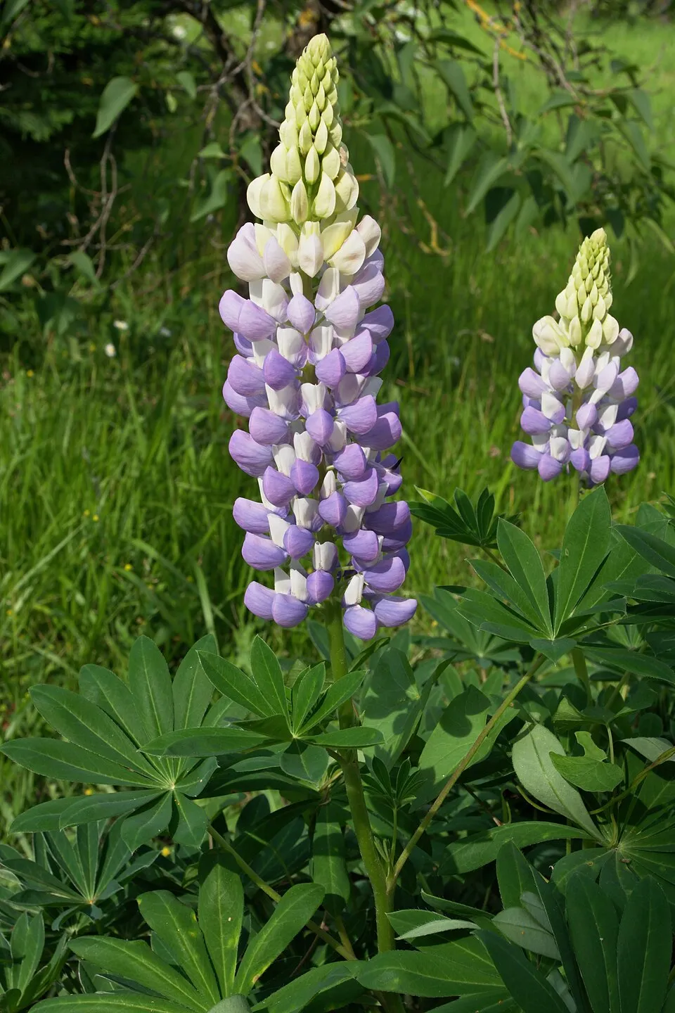 Erdei csillagfürt / Lupinus polyphyllus WESTCOUNTRY 'Terracotta'