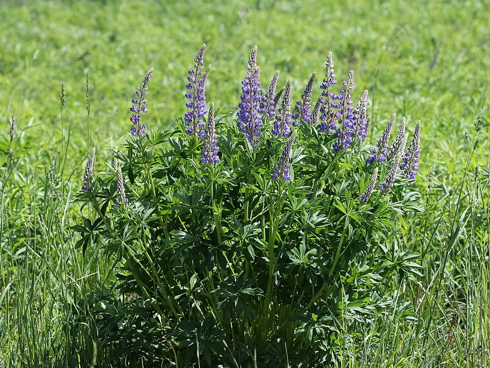 Erdei csillagfürt / Lupinus polyphyllus WESTCOUNTRY 'Terracotta'