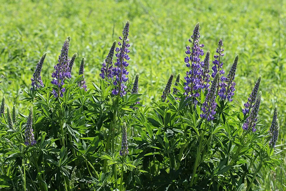 Erdei csillagfürt / Lupinus polyphyllus WESTCOUNTRY 'Terracotta'