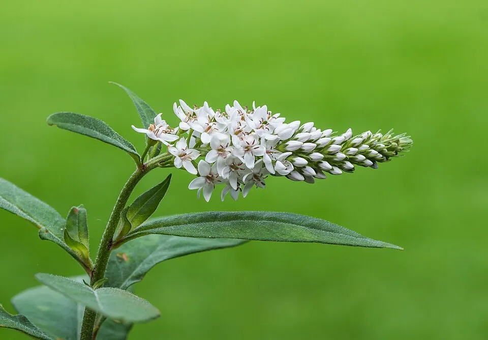 Kelet-ázsiai lizinka / Lysimachia clethroides