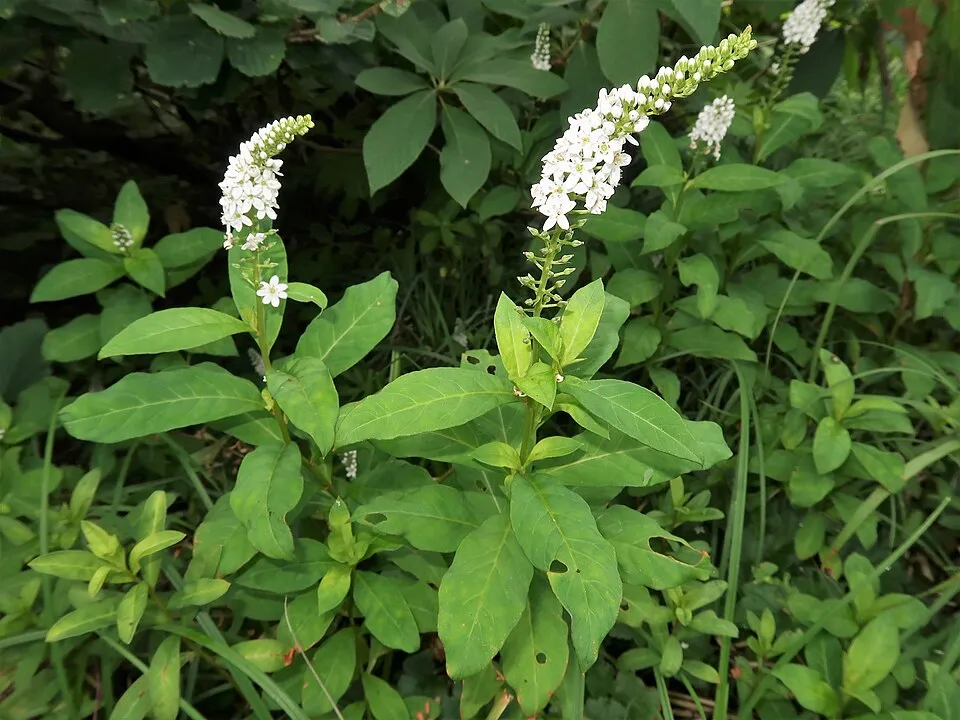Kelet-ázsiai lizinka / Lysimachia clethroides