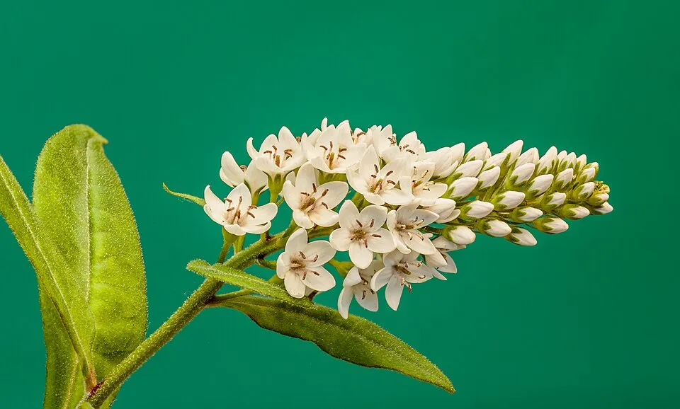 Kelet-ázsiai lizinka / Lysimachia clethroides
