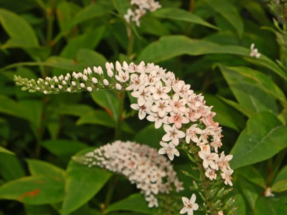 Kelet-ázsiai lizinka / Lysimachia clethroides
